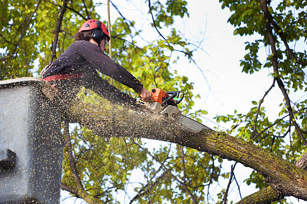 Best Storm Damage Tree Cleanup  in Whitewater, CA